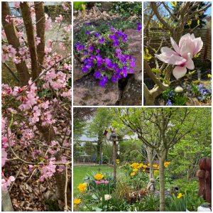 Farbenfrohe Frühlingsblumen. Zierkirsche, Tulpen, Blaukissen, Magnolie